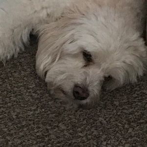 Meet your Posher, Moises